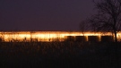 Greenhouse lights in Essex County on Oct. 23, 2020. (Chris Campbell/CTV News Windsor)