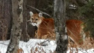 This cougar was spotted at Canmore Nordic Centre Provincial Park. (Canmore Nordic Centre Provincial Park/Facebook)