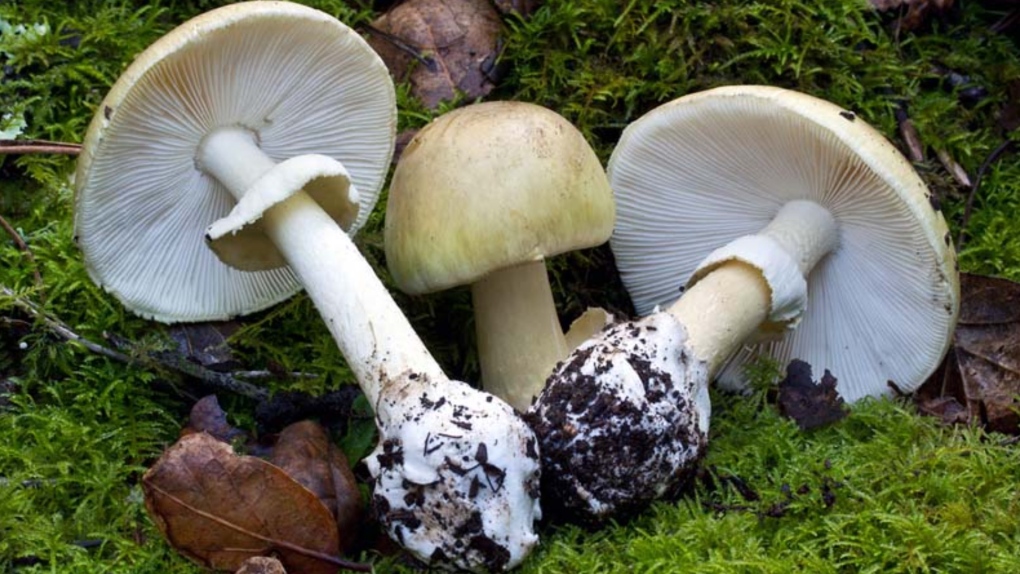 death cap mushroom