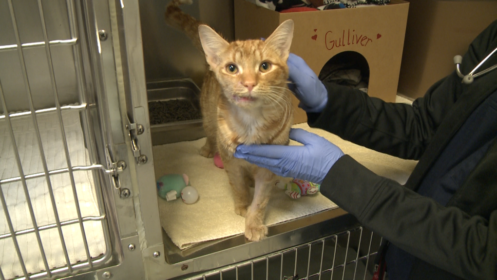 Cat found with gunshot wound 'doing amazing' following surgery at Ottawa  Humane Society | CTV News