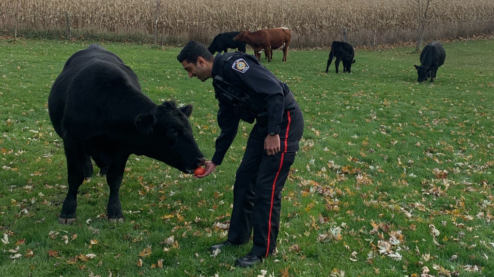 Halton police and cows