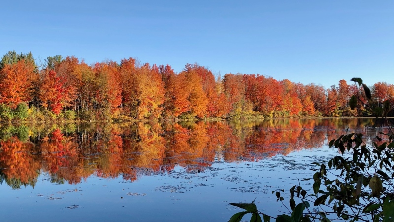 A sunny, calm fall day in the Morrison Dam Trail, Exeter Ont. on Oct. 14, 2020. (Source; Rosalind MacDonald)
