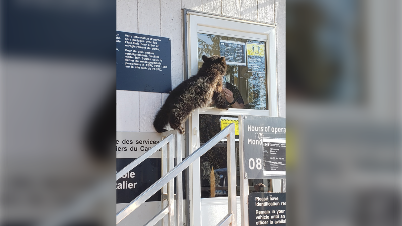 A bear cub attempted to cross the border into northern B.C. on Wednesday, Nov. 4, 2020. (courtesy Canadian Border Services Agency/Twitter)