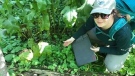 Park ecologist Rachel Windsor examines Japanese Chaff-flower