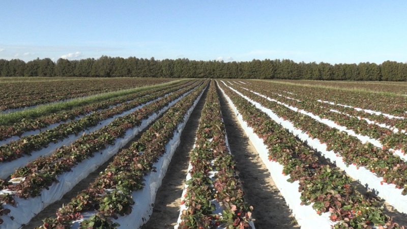 Strawberry fields at Heeman's Garden Centre seen on Tuesday Nov, 10, 2020 (Jordyn Read CTV News)