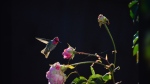 A male Anna's hummingbird about to drink water from the last of the rose petals in November 2020. (Leanne Mallon / submitted)