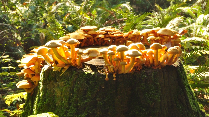 Saanich residents say they've seen an uptick in illegal mushroom picking at Mount Douglas Park, which can be harmful to the environment: (Darrell Wick)