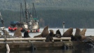 Hundreds of sea lions flock to Cowichan Bay