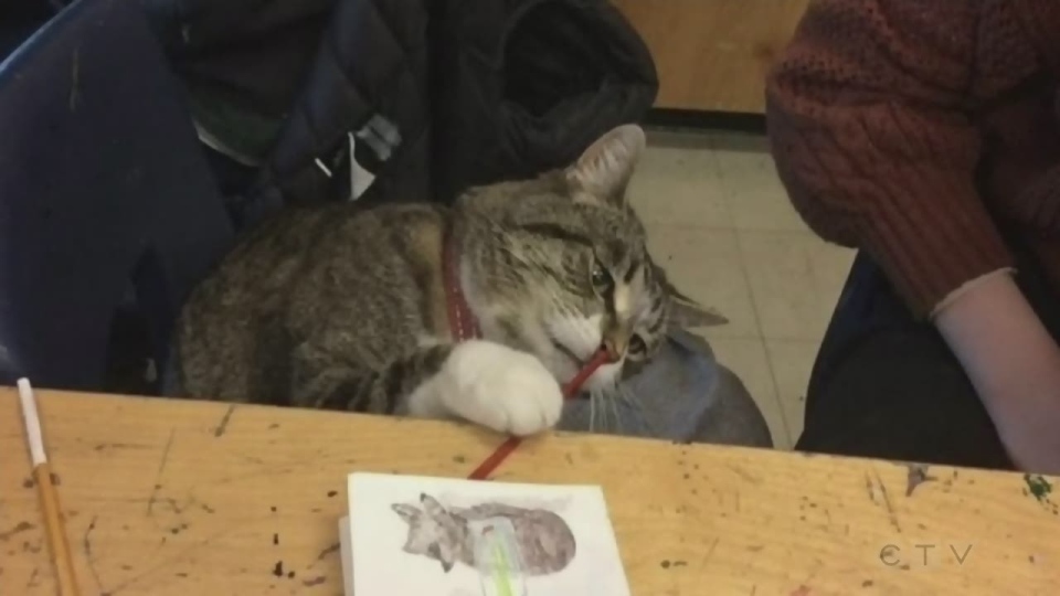 Sawatsky SIgn-Off- Esquimalt Cat