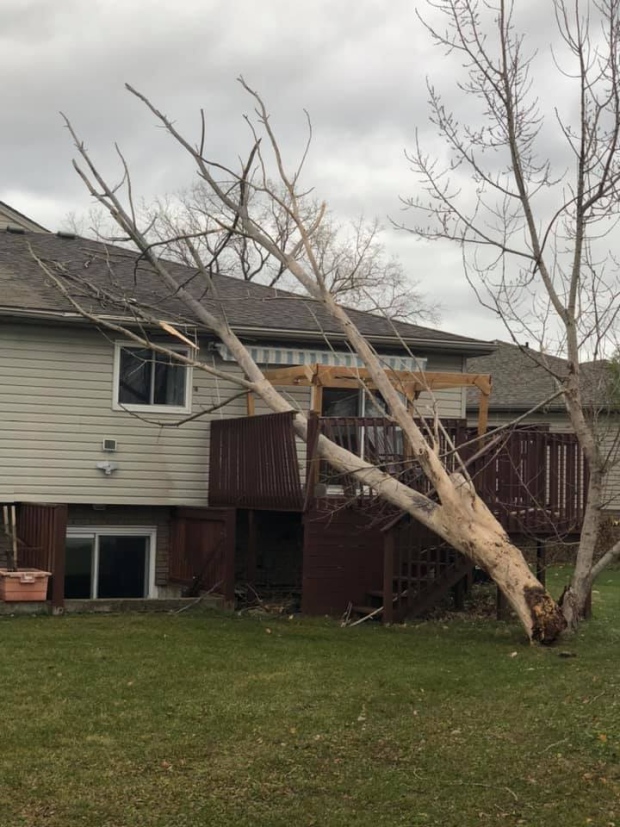 High winds knocked down power lines and trees in Windsor-Essex. (Submitted to CTV Windsor)