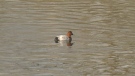 A common pochard duck is seen at Summit Park in Victoria. The rare bird  is believed to be the first recorded common pochard sighting in B.C., and perhaps even all of Canada, say bird watchers: (CTV News)