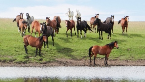 A herd of horses is seen in the Cooper Clan Buckin' Horse Company's pasture. (Courtesy: Ash Cooper)