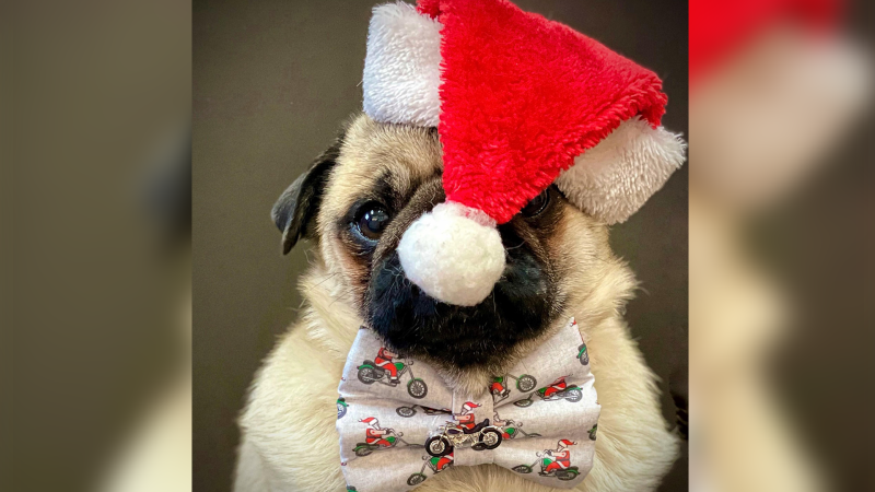 Zombie Pug, all ready for the holidays! (Source: Tracey Silverthorn)