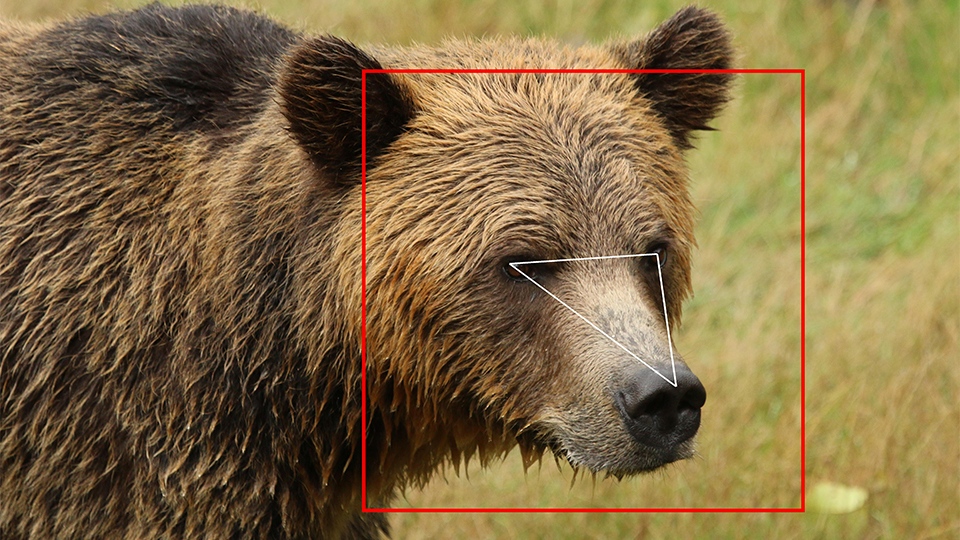 BearID bear