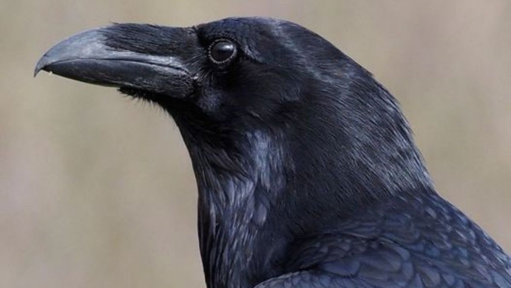 Kola, the raven