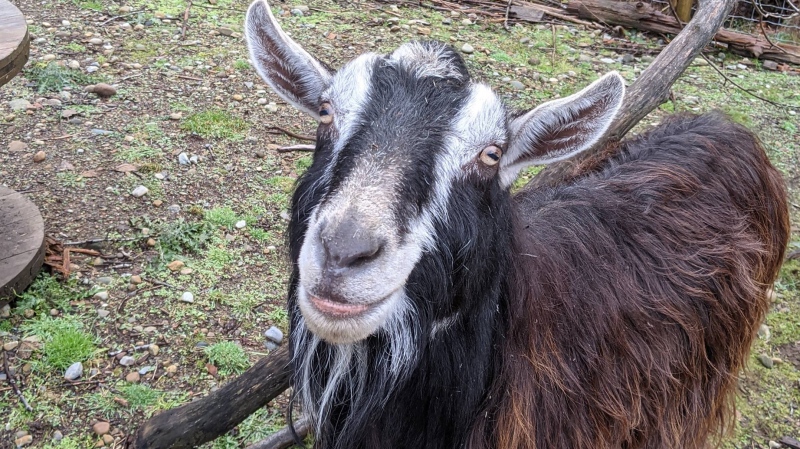 Home for Hooves says it is the first farm animal sanctuary in Canada to receive accreditation from the Global Federation of Animal Sanctuaries: (Home for Hooves / Facebook)