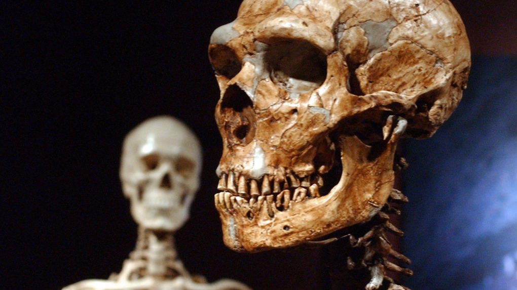 A Neanderthal skeleton