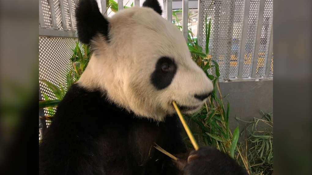Calgary Zoo pandas have touched down in Frankfurt 