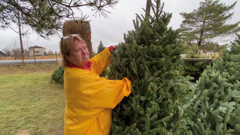 Donna Woods has found the perfect frasier-fir at Fallowfield Tree Farm, the most popular, in-demand Christmas tree this season. Ottawa, ON. Dec. 1, 2020. (Tyler Fleming / CTV News)