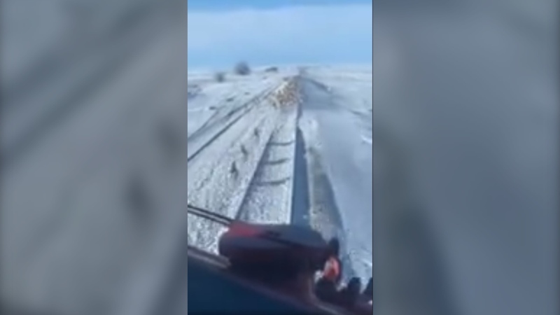 The video shows a large herd of animals running on the tracks as the freight train's horn blasts. (Facebook/Ira Redwood)