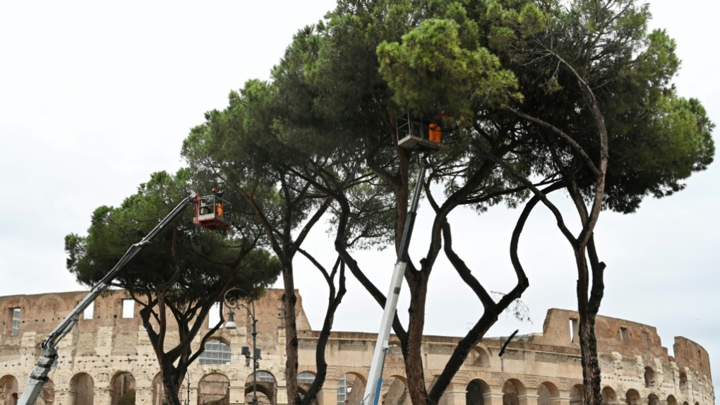 Rome umbrella pine