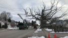 Crews begin work on removing the crown to the Big Oak Tree in Lambeth on Tuesday, Dec. 8, 2020. (CTV London)