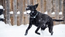 A black dog runs through snow carrying a snowball in its mouth. (Photo by Tsuneya on Unsplash)