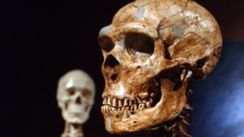 Some current-day human DNA still carries traces of the prehistoric sexual interactions early Homo sapiens had with Neanderthals. (Frank Franklin II/AP)
