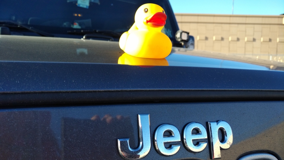 Duck, duck, Jeep: Why rubber ducks appearing on Jeeps | CTV News