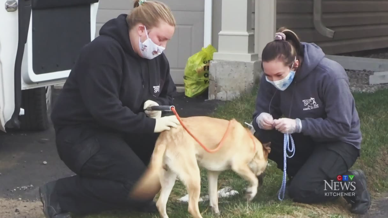 Dog rescued from home after barking for days
