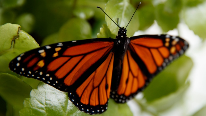 In this June 2, 2019, file photo, a fresh monarch butterfly rests on a Swedish Ivy plant soon after emerging in Washington. (AP Photo/Carolyn Kaster, File)