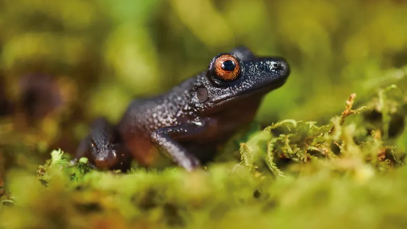 'devil-eyed' frog