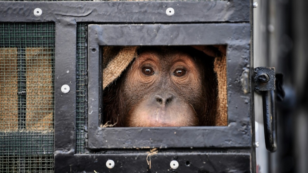 Sumatran orangutan