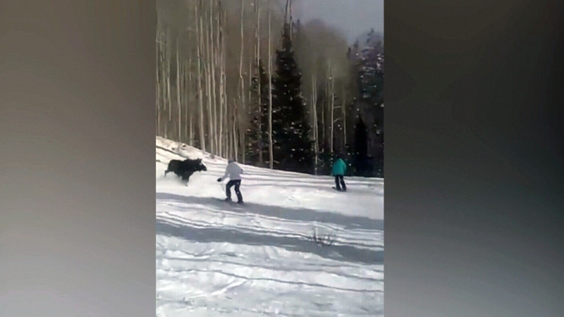Massive moose darts past skiers on hill in Utah