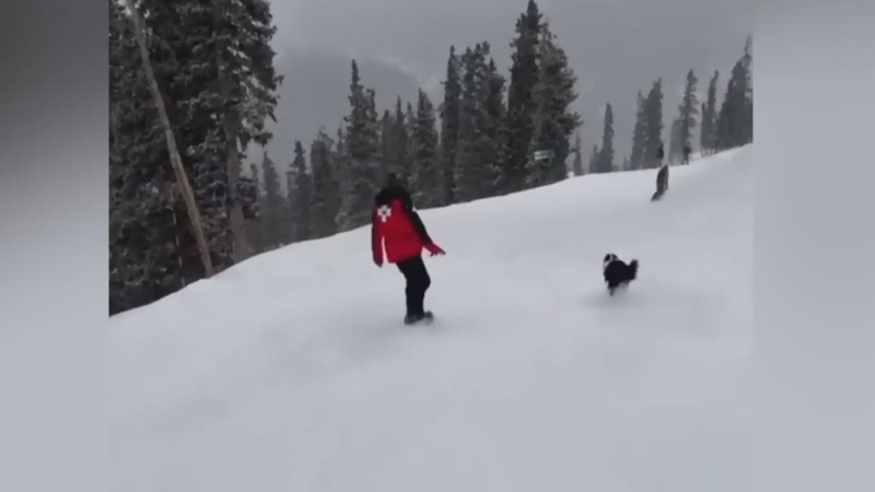 Avalanche rescue dog races snowboarder down hill