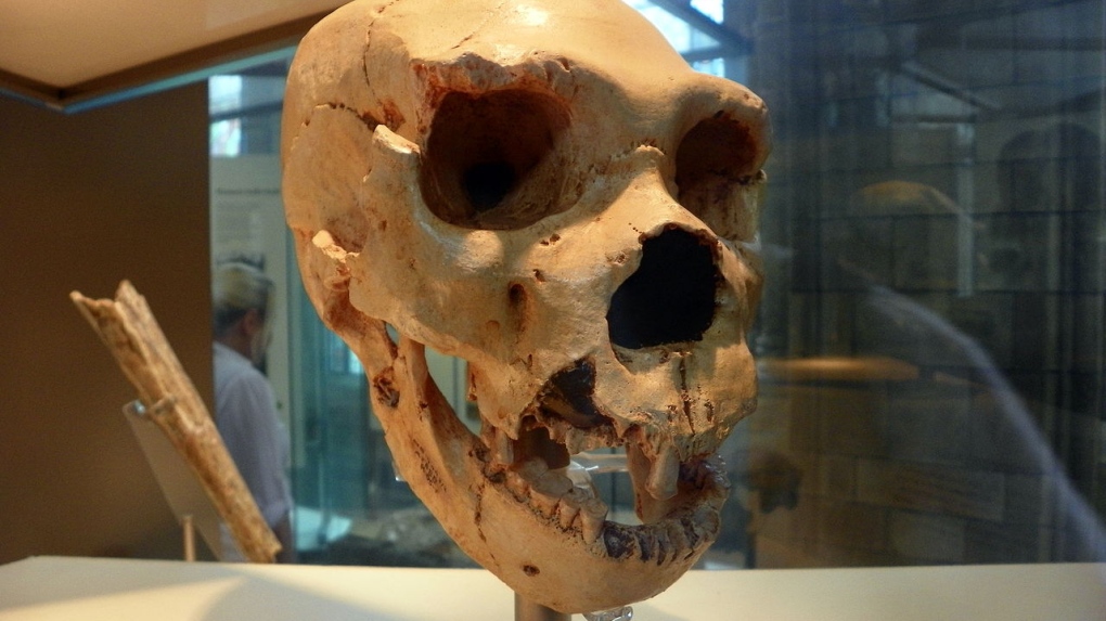 early human skull