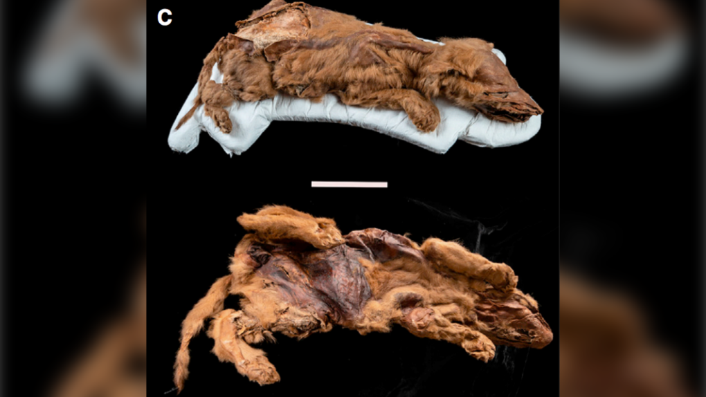 Mummified wolf pup found in Yukon is most well-preserved specimen of a gray wolf, researchers say | CTV News
