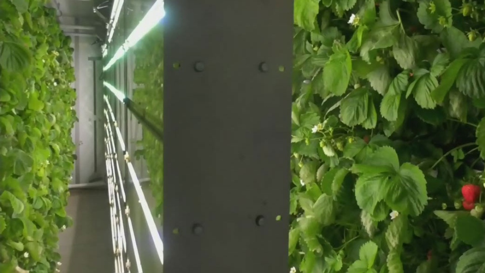 A new way to grow strawberries