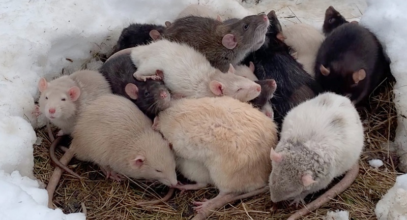 Friendly rats found in a park and brought into the Windsor/Essex County Humane Society are seen in this image posted by the organization on their Facebook page.