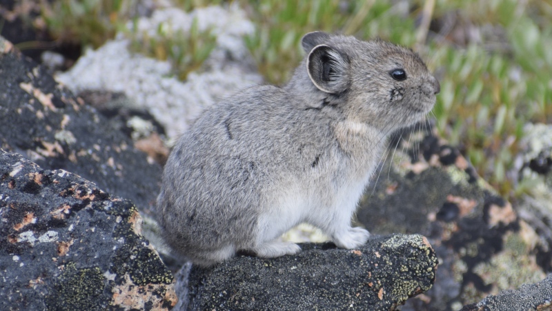 A collared pika is photographed at the Nisling River in the Yukon. (Credit: Syd Cannings)