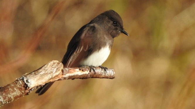 A black phoebe is pictured in Victoria. The species is usually only seen in California and Oregon: (Jody Wells)
