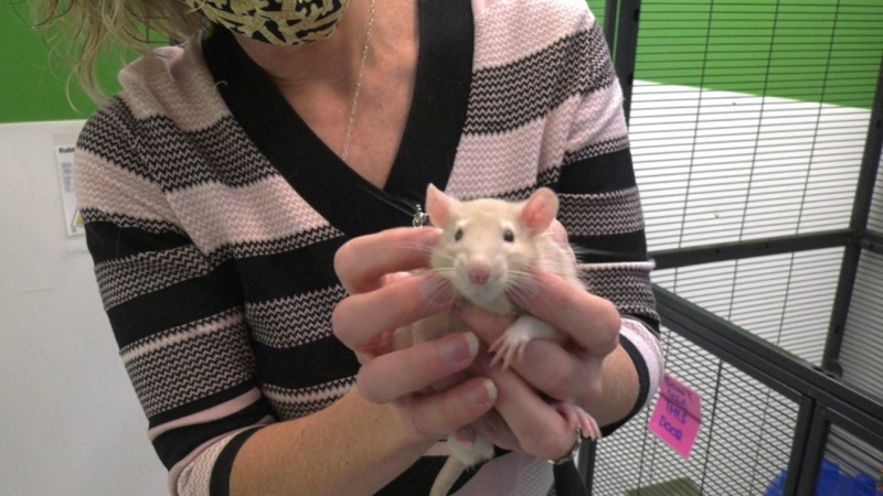 A rescued domestic rat is seen at the Windsor/Essex County Humane Society in Windsor, Ont. on Wednesday, Dec. 30, 2020. (Chris Campbell / CTV News)