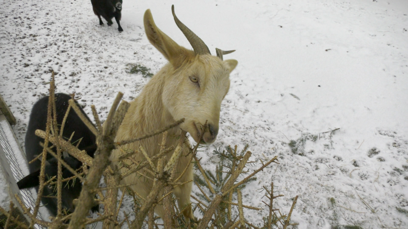 A goat enjoys a real Christmas tree at Vanderlaand the Barnyard Zoo in eastern Ontario. (Nate Vandermeer/CTV News Ottawa)