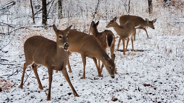 Deer in the snow at Ojibway Park in Windsor, Ont. (Courtesy Cathy Bocchini)
