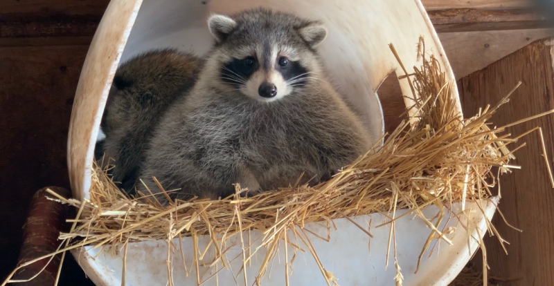 A raccoon is being rehabilitated at the Procyon Wildlife Centre in Beeton, Ont. (Lexy Benedict/CTV News)