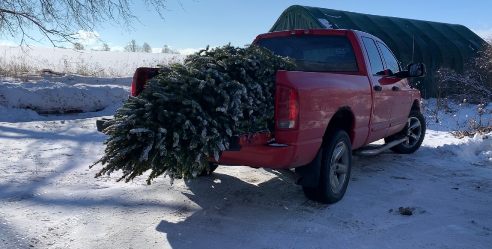 Christmas tree donation