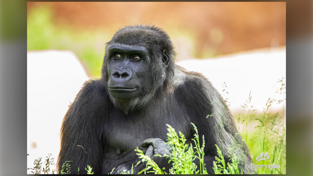 Calgary Zoo, gorilla, Yewande, pregnant