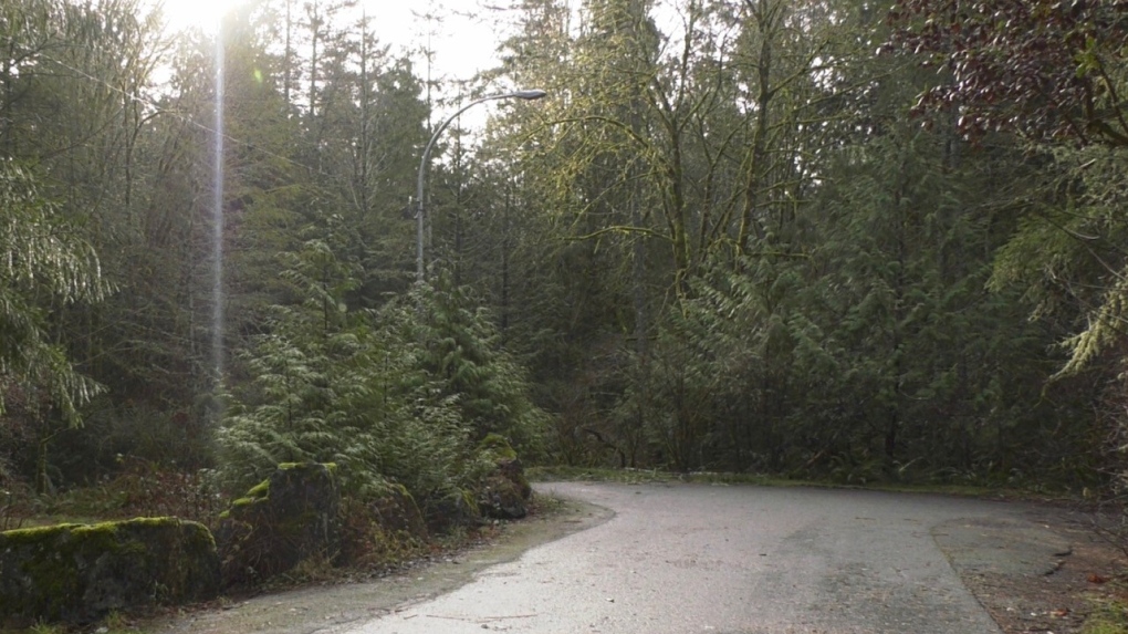 mountain road saanich forest