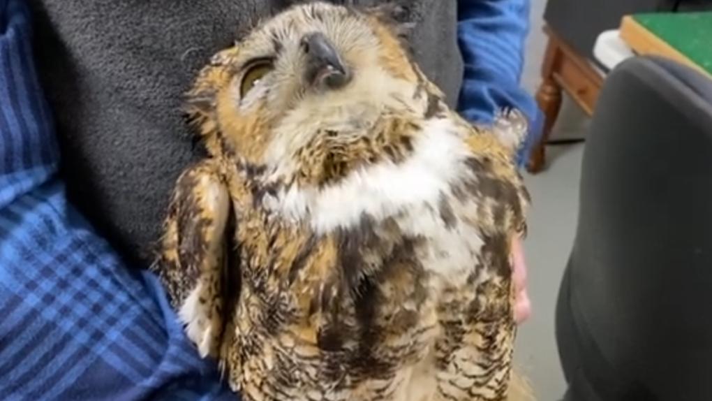Poisoned Owl