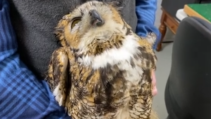 A Great Horned Owl was found near London, Ont. suffering from secondary rat poisoning. (Salthaven/YouTube)
